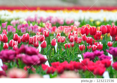 長池憩いの森チューリップ園（新潟県） 123211536