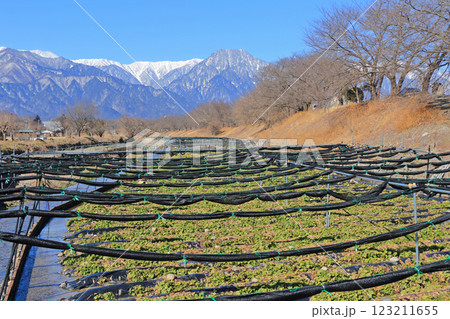 安曇野早春賦 穂高川わさび園 安曇野早春賦 穂高川わさび園 123211655