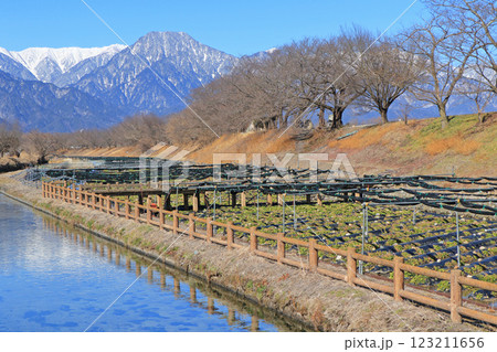 安曇野早春賦 穂高川わさび園 安曇野早春賦 穂高川わさび園 123211656
