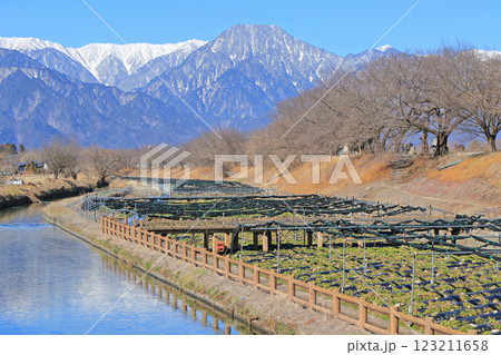 安曇野早春賦　穂高川わさび園 123211658