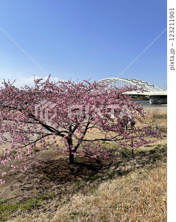 桜と橋が見える丘からの景色 桜と橋が見える丘からの景色 123211901