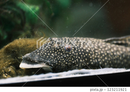 藻を食べるプレコ 藻を食べるプレコ 123211921