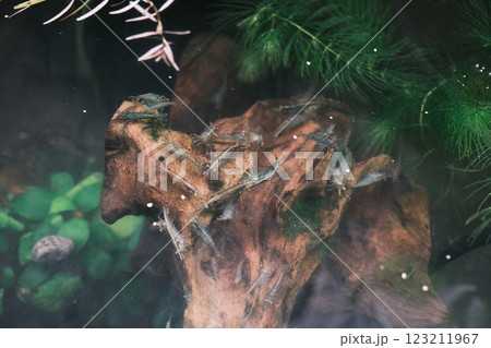 流木に集まるミナミヌマエビ 123211967