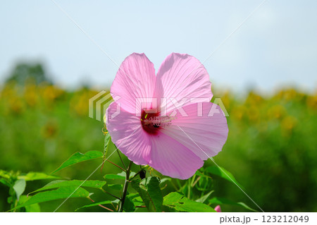 ピンク色のかわいいハイビスカス 123212049