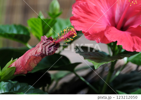 ハイビスカスの枯れた直後 123212050