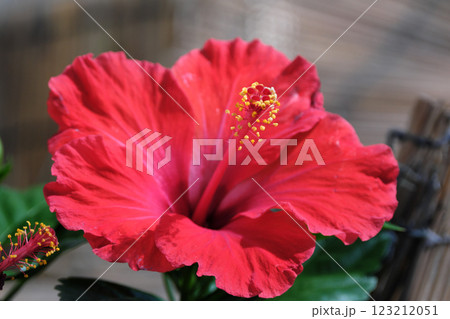 真夏の綺麗なハイビスカス 123212051