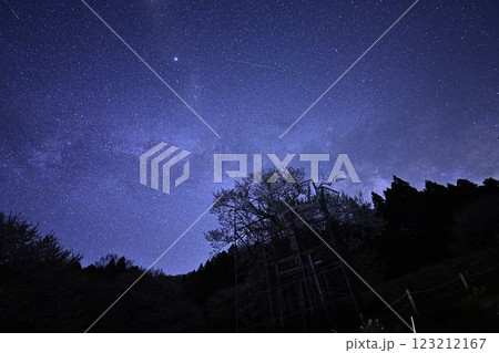 天の川と樽見の大ザクラ 天の川と樽見の大ザクラ 123212167