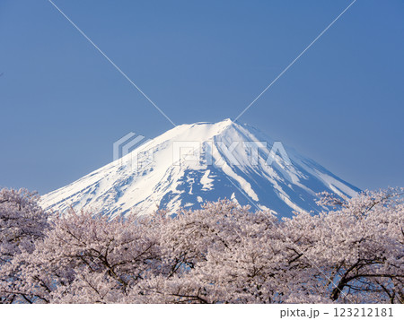 満開の桜と農鳥の見える富士山_春の風物詩 満開の桜と農鳥の見える富士山_春の風物詩 123212181