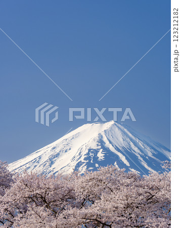満開の桜と農鳥の見える富士山_春の風物詩 満開の桜と農鳥の見える富士山_春の風物詩 123212182