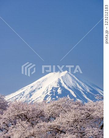 満開の桜と農鳥の見える富士山_春の風物詩 満開の桜と農鳥の見える富士山_春の風物詩 123212183
