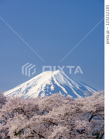 満開の桜と農鳥の見える富士山_春の風物詩 123212185