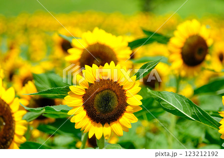 美しいヒマワリ畑の風景 美しいヒマワリ畑の風景 123212192