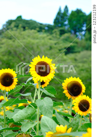 満開に咲いた可愛い向日葵 123212199