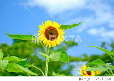 夏に咲く綺麗な向日葵 夏に咲く綺麗な向日葵 123212206