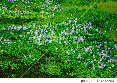満開に咲くホテイアオイの花 123212208