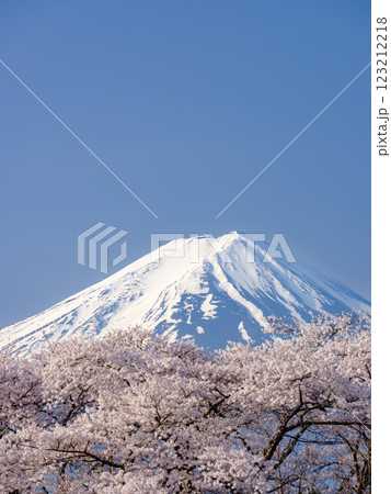 農鳥の見える富士山と満開の桜_春の風物詩 123212218