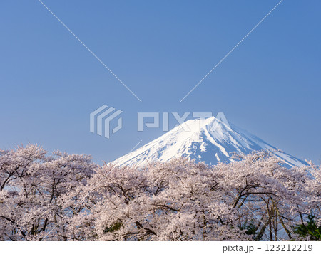 農鳥の見える富士山と満開の桜_春の風物詩 123212219