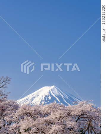 農鳥の見える富士山と満開の桜_春の風物詩 農鳥の見える富士山と満開の桜_春の風物詩 123212220