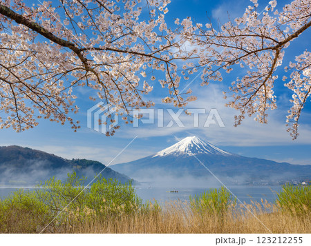 富士山_朝霧かかる河口湖と満開の桜の絶景風景 123212255