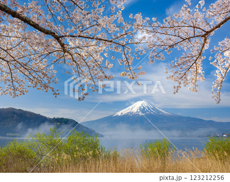 富士山_朝霧かかる河口湖と満開の桜の絶景風景 123212256