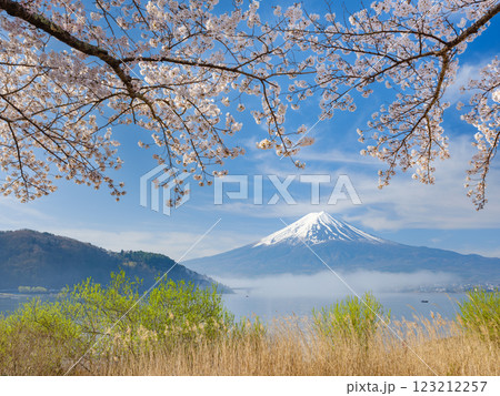 富士山_朝霧かかる河口湖と満開の桜の絶景風景 123212257