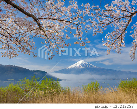 富士山_朝霧かかる河口湖と満開の桜の絶景風景 123212258