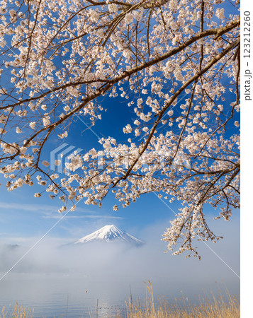 富士山_朝霧かかる河口湖と満開の桜の絶景風景 123212260