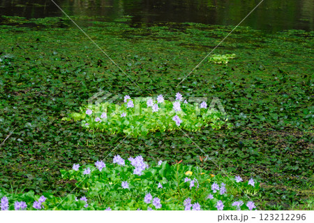 夏に開花する可愛いホテイアオイの花 夏に開花する可愛いホテイアオイの花 123212296