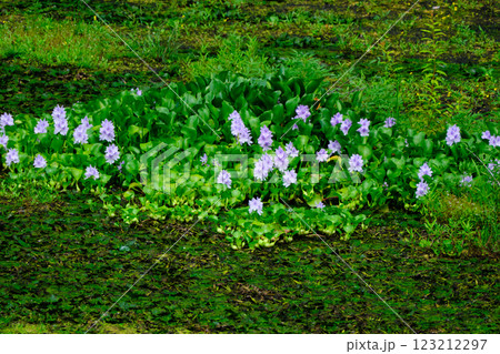 沼で開花する布袋葵の花 123212297