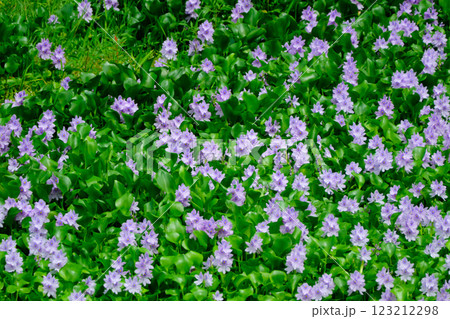 満開に開花する綺麗なホテイアオイ 123212298