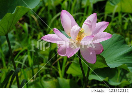 夏を迎えた美しいハスの花 夏を迎えた美しいハスの花 123212312