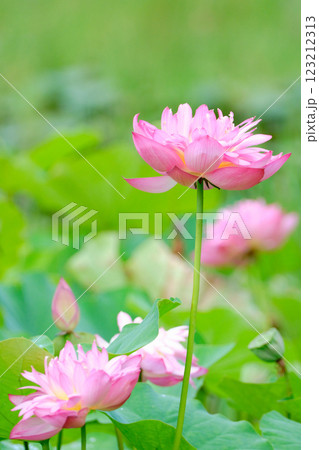 ハスの花が咲くふんわりと優しい風景 123212313