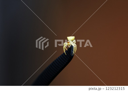 小さな黄色い蜘蛛 123212315