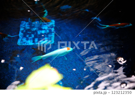 薬浴の金魚 薬浴の金魚 123212350
