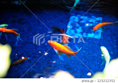 病気を治す金魚 病気を治す金魚 123212352