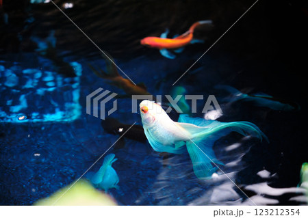 青色の水槽を泳ぐ綺麗な金魚 123212354