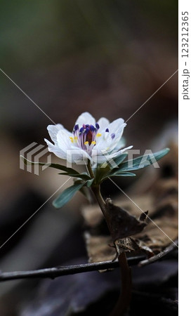 春の妖精 123212365