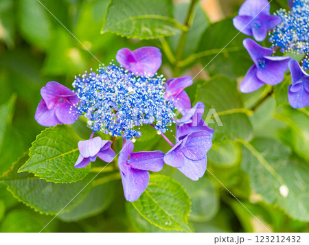 宝石のようなガクアジサイ 123212432
