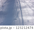 雪に映る木の影 123212474