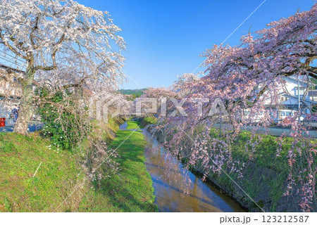 青空に映える枝垂れ桜 123212587