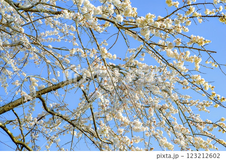 青空に映える枝垂れ桜 123212602