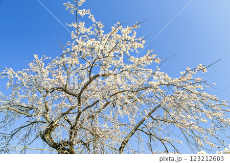 青空に映える枝垂れ桜 青空に映える枝垂れ桜 123212603