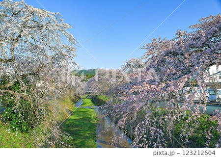 青空に映える枝垂れ桜 123212604