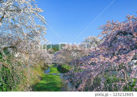 青空に映える枝垂れ桜 青空に映える枝垂れ桜 123212605