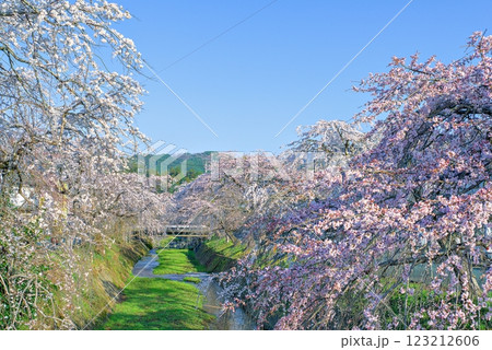 青空に映える枝垂れ桜 123212606