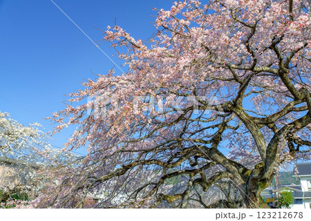 青空に映える枝垂れ桜 青空に映える枝垂れ桜 123212678