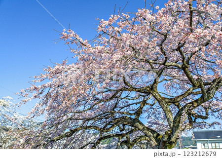 青空に映える枝垂れ桜 123212679