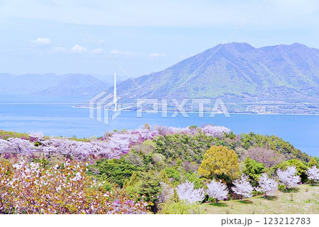 伯方島　桜 123212783