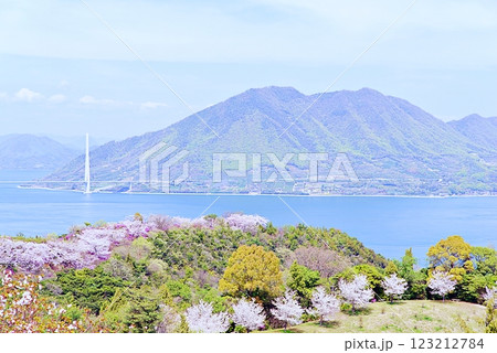 伯方島　桜 123212784