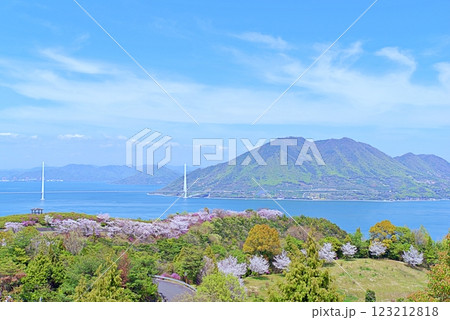伯方島　桜 123212818